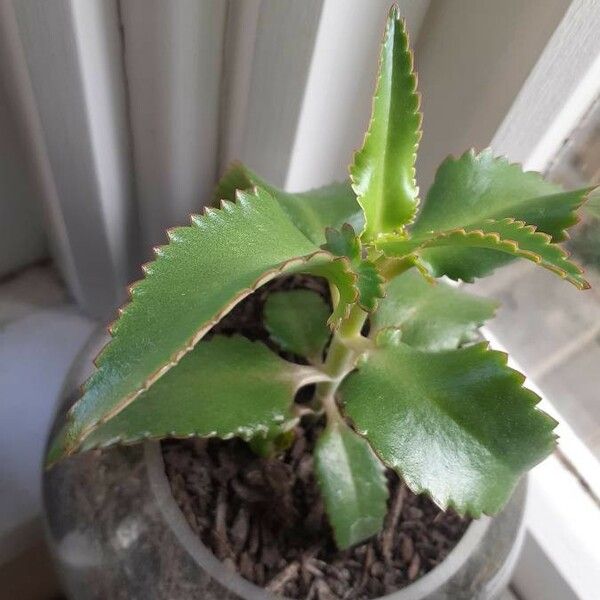 Kalanchoe daigremontiana Blatt