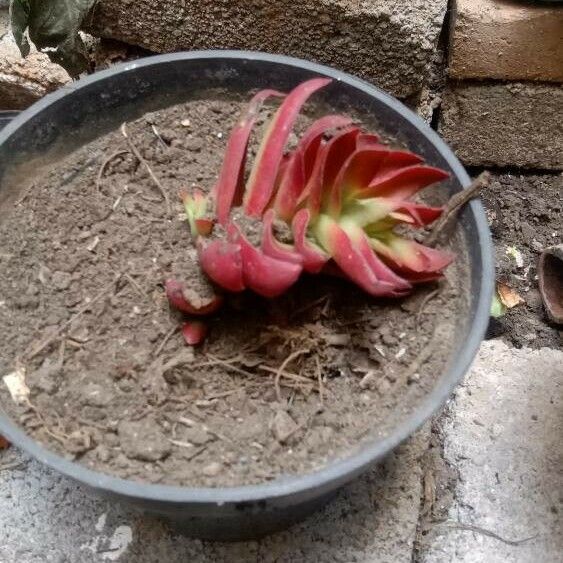 Crassula capitella Bloem