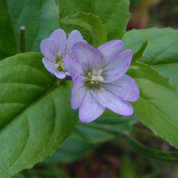 Epilobium montanum Flor