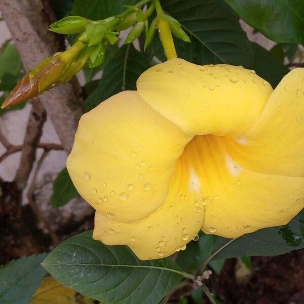 Allamanda cathartica 花