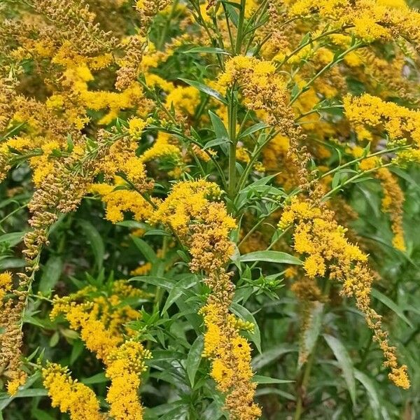 Solidago canadensis Kvet