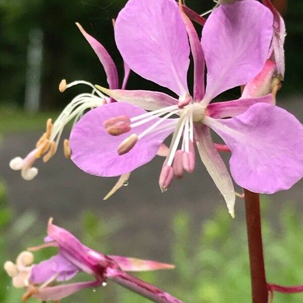 Chamerion angustifolium Cvet