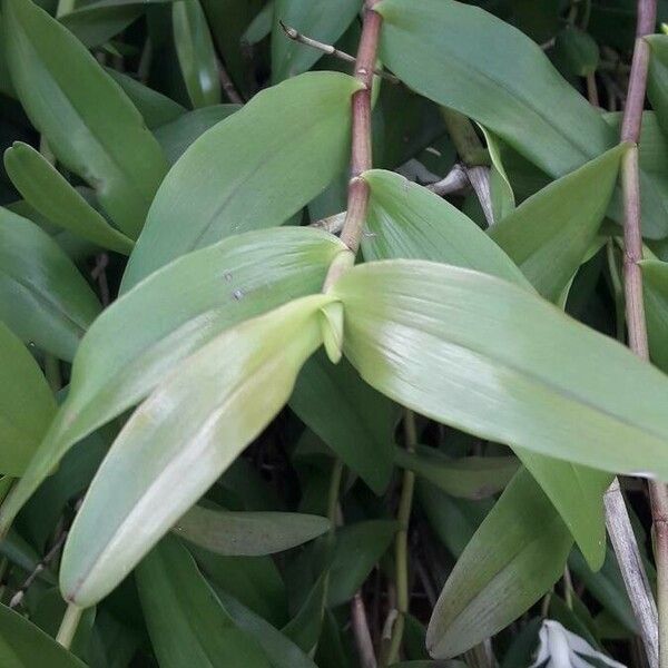 Dendrobium crumenatum Levél