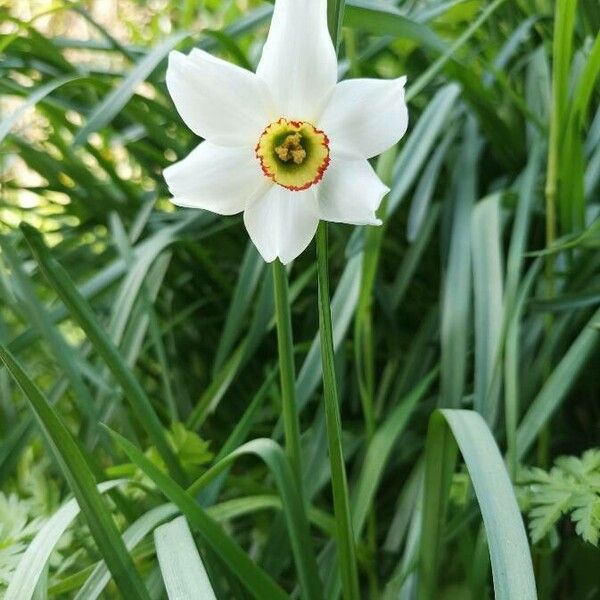 Narcissus × medioluteus Flor