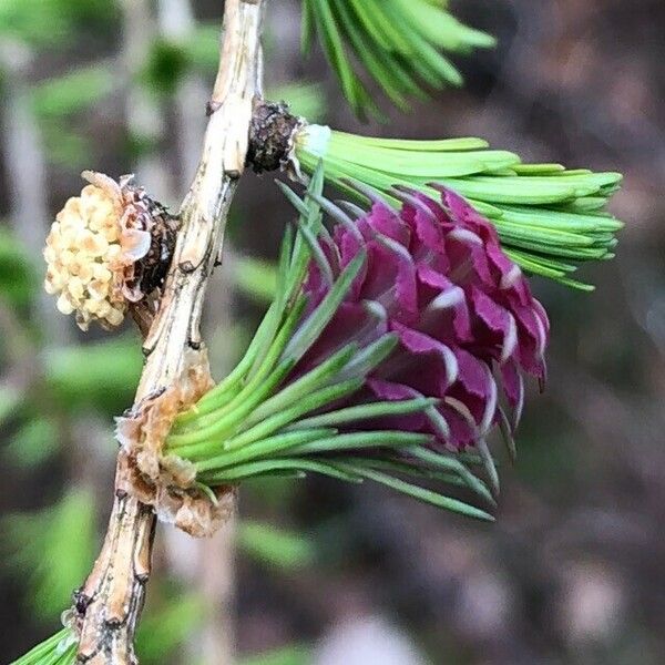 Larix decidua Fruit