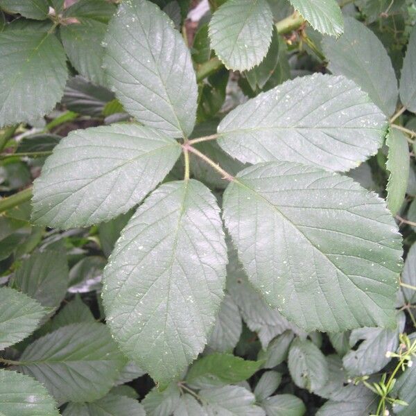 Rubus silvaticus List