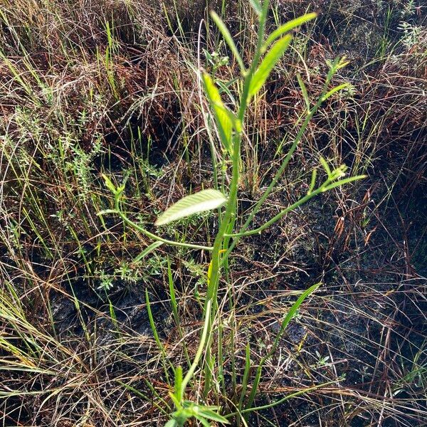 Caperonia castaneifolia Tervik taim