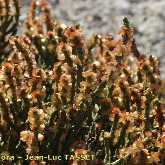 Anabasis articulata Хабит