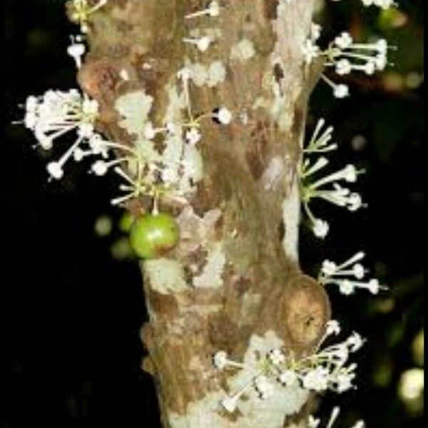 Ficus racemosa Flower