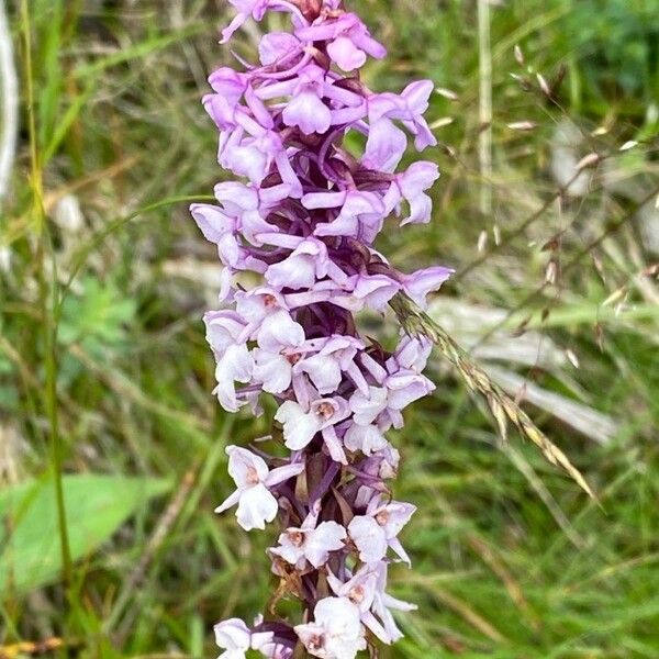 Gymnadenia conopsea Blomst