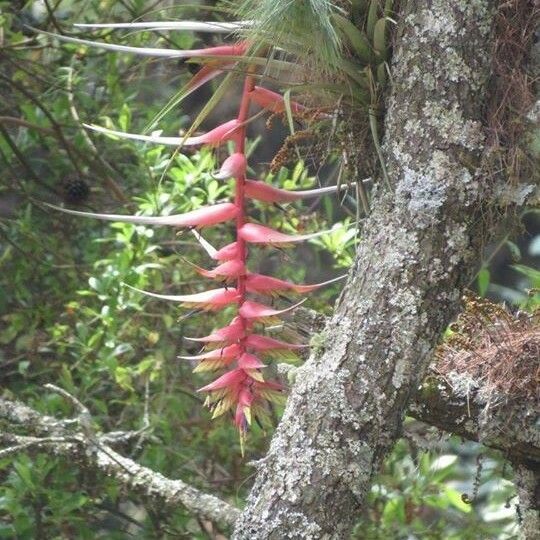 Tillandsia violacea Casca