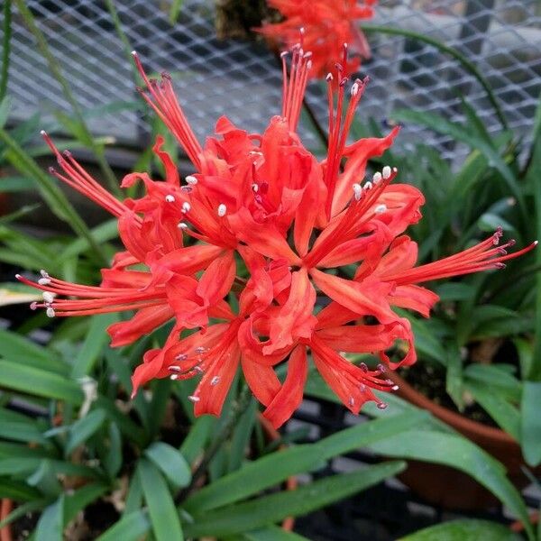 Observation: Nerine sarniensis (L.) Herb. (William Coville Oct 17, 2022 ...