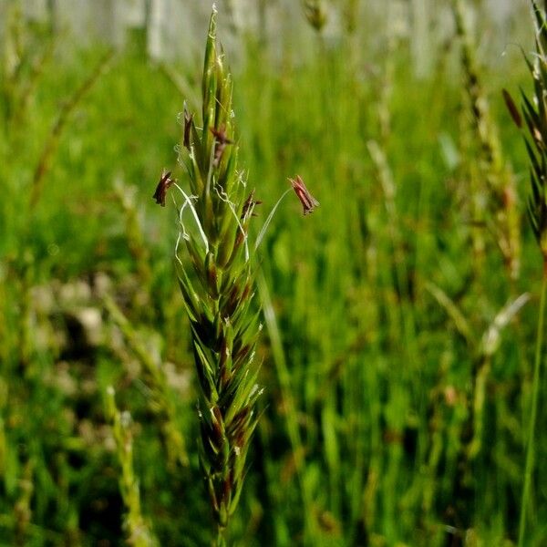 Anthoxanthum nipponicum Ostatní