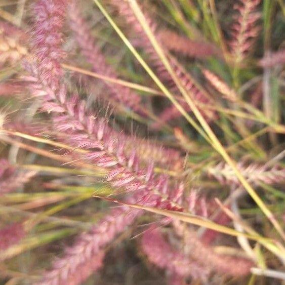 Cenchrus pedicellatus Flower