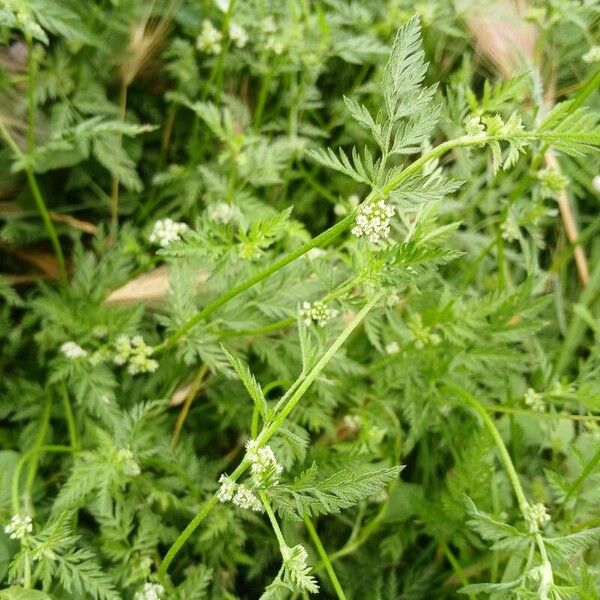 Torilis nodosa Habit