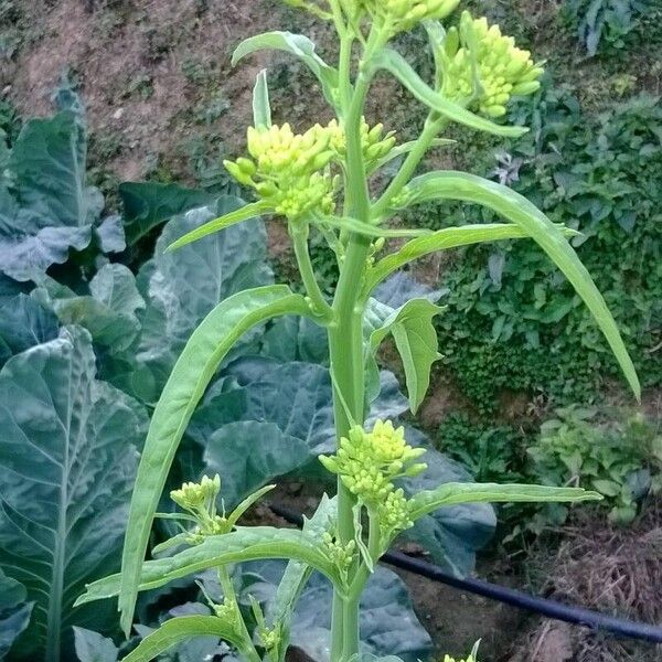 Brassica juncea ফুল