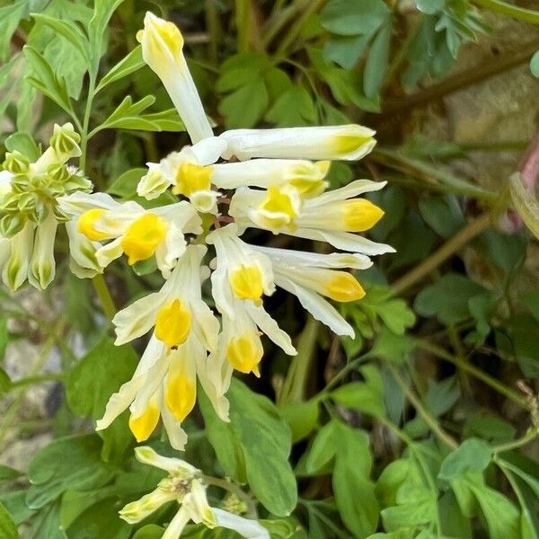 Pseudofumaria alba Λουλούδι