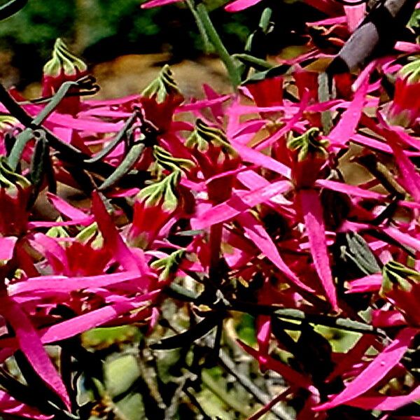 Microloma calycinum Flower