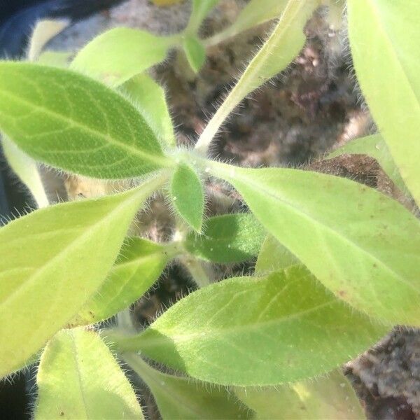 Echium hypertropicum 葉