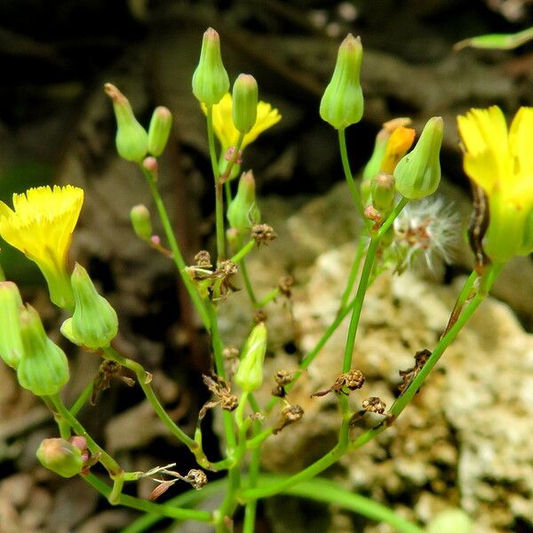 Youngia japonica Λουλούδι