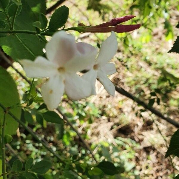 Jasminum fluminense Kukka