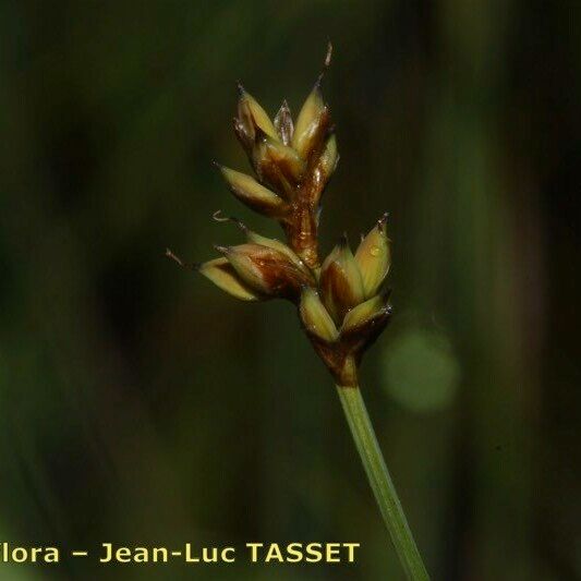 Carex heleonastes Λουλούδι