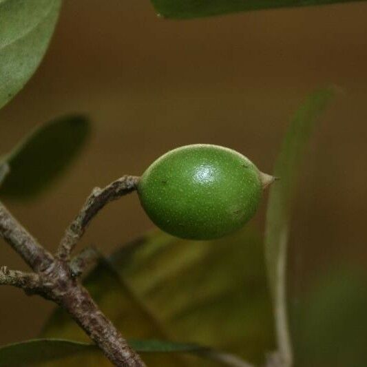 Siparuna decipiens Froito