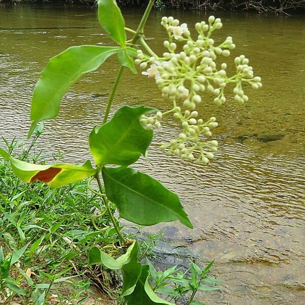 Premna serratifolia 花