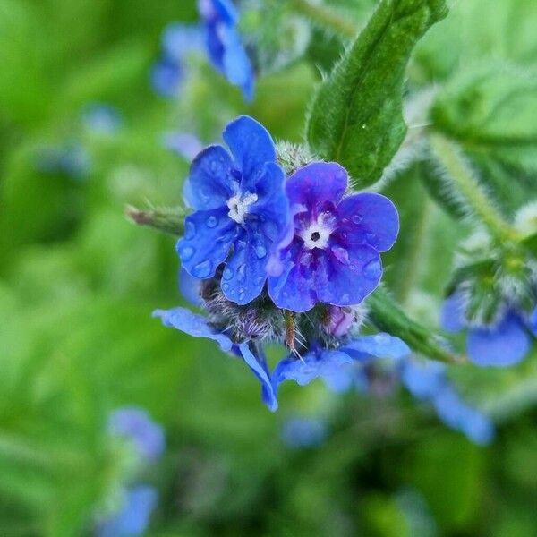 Pentaglottis sempervirens Кветка