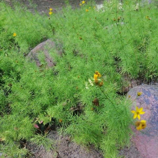 Coreopsis verticillata Hábito