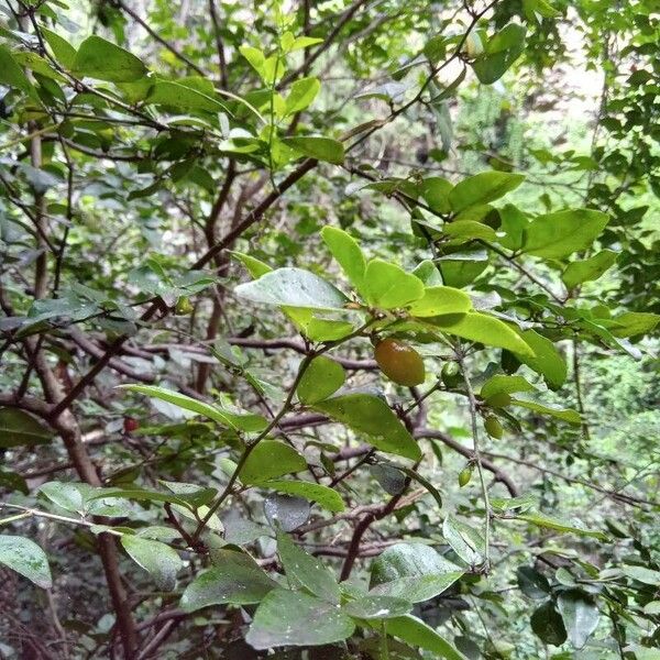 Triphasia trifolia Fruit