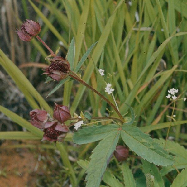 Comarum palustre Blomst