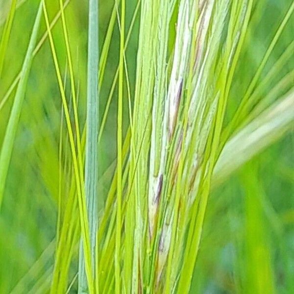 Stipellula capensis Floare