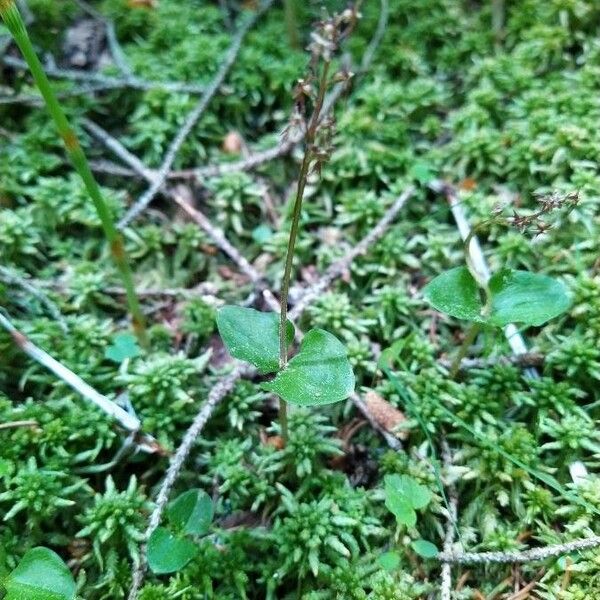 Neottia cordata برگ