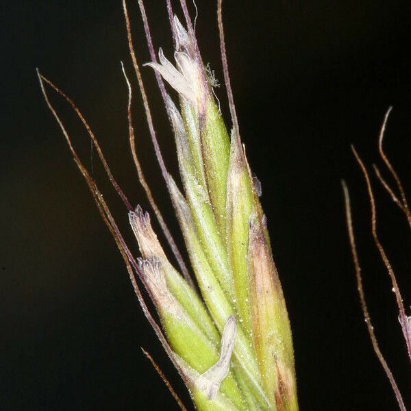 Festuca occidentalis Fruit