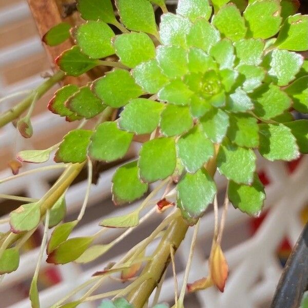 Ludwigia sedoides Frunză