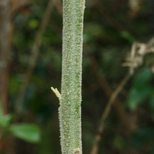 Solanum mauritianum Žievė