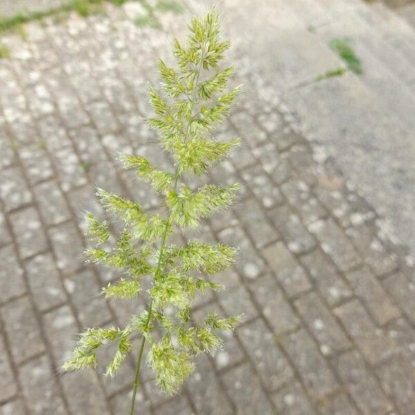 Trisetaria panicea Blüte