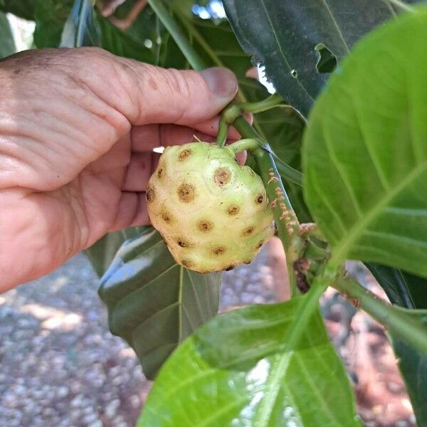 Morinda citrifolia Frugt