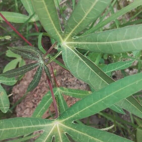 Euphorbia heterophylla Лист