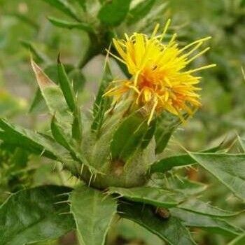 Carthamus tinctorius Leaf