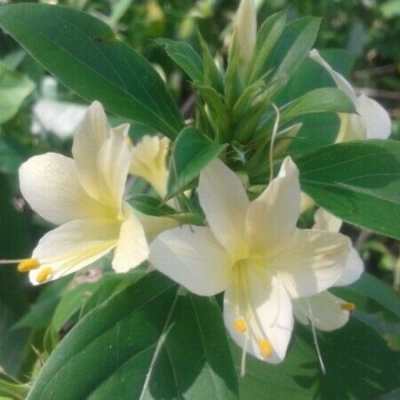 Barleria prionitis Flower