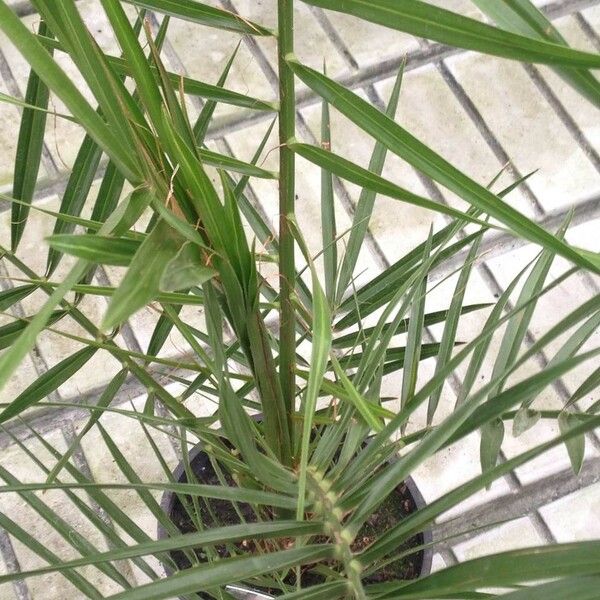 Phoenix canariensis Leaf