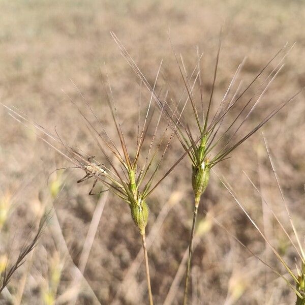 Aegilops neglecta ফুল