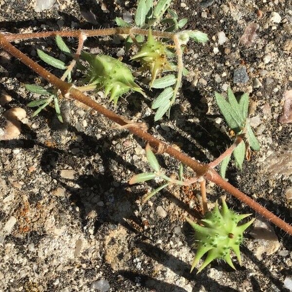 Tribulus terrestris Frucht