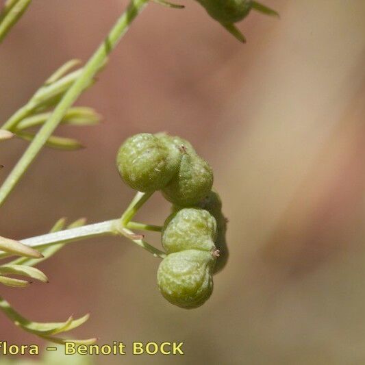 Bifora testiculata Fruit