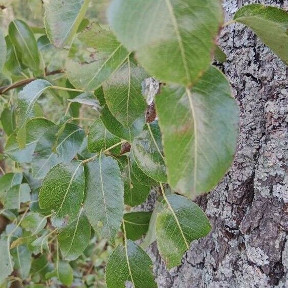 Pyrus communis Leaf