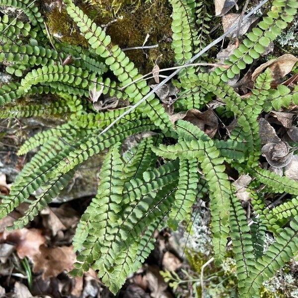 Asplenium trichomanes Лист