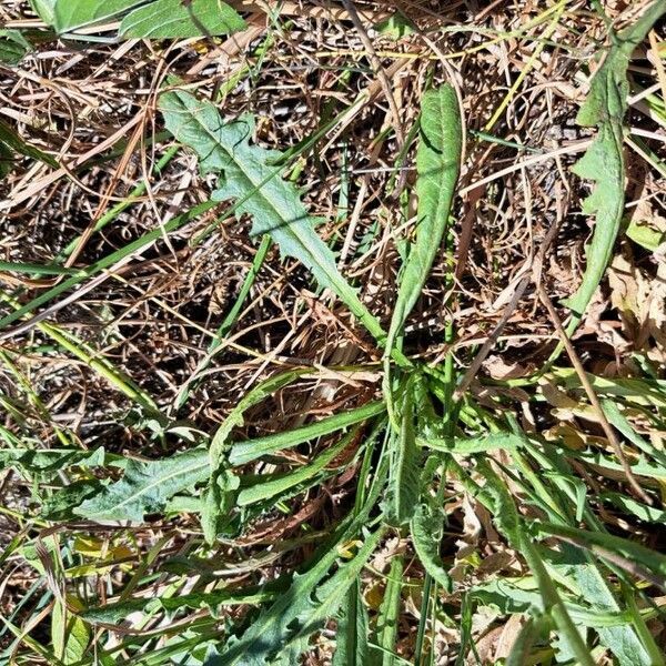 Crepis vesicaria পাতা