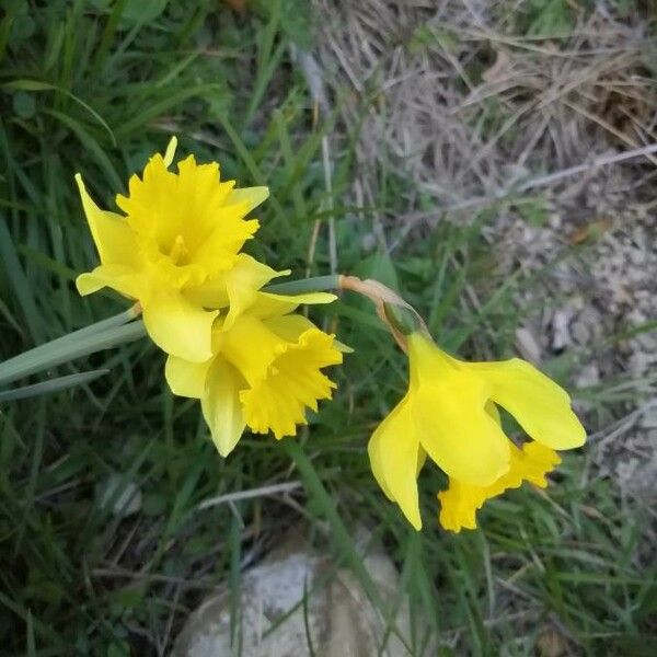 Narcissus pseudonarcissus Flower